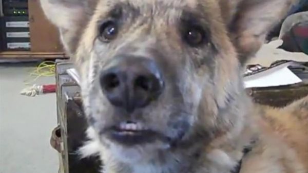 إعدام 15 «كلب ضال»