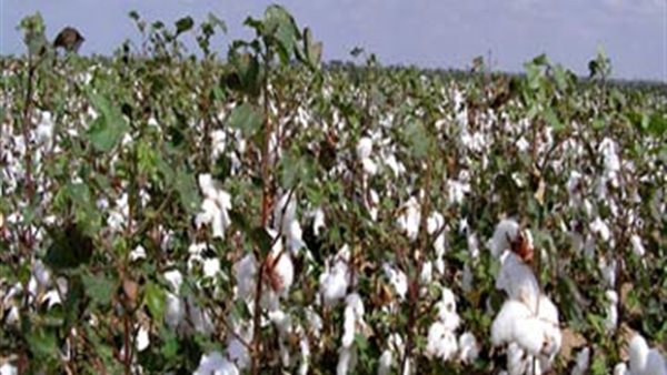 القطن المصري-أرشيفية