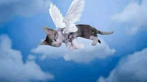 صورة القطة المتداولة