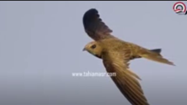 طائر الأبابيل