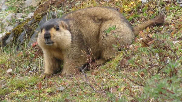 مرض الطاعون الدبلي