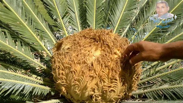 بذور السيكاس