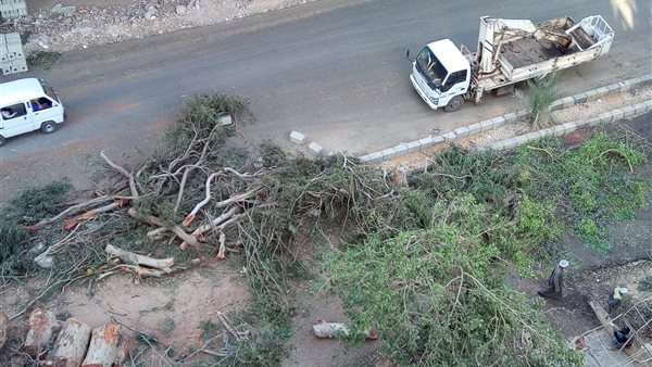 قطع الاشجار-ارشيفية