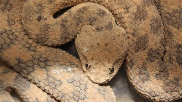 ثعابين وأفاعى - أرشيفية