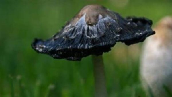 الفطر الاسود