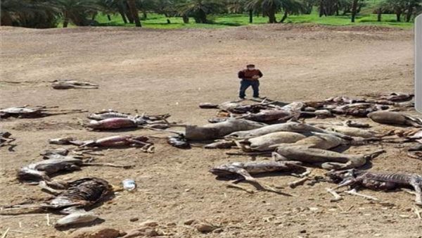 الحمير المسلوخة