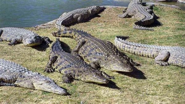 ظهور تماسيح في نهر