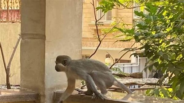 القرود الهربانه