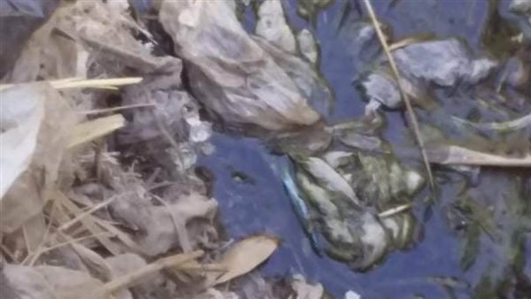 الأفاعي والثعابين