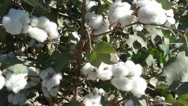 غرامة تصل إلى مليون