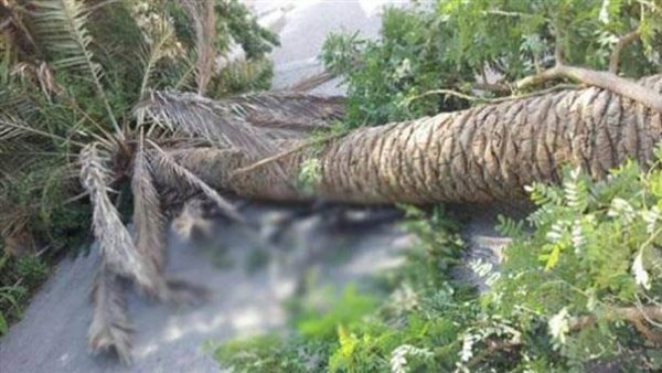 نخله -ارشيفية