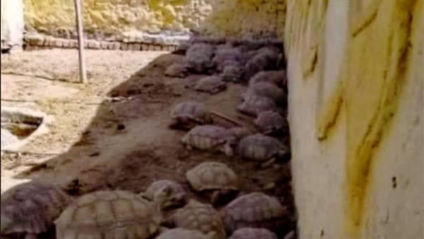 زواحف بالأهرام -