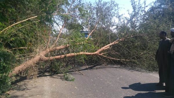 شجرة - ارشيفية