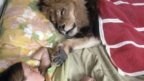 صور لأسد حقيقي يسكن