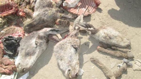 حمير مذبوحة