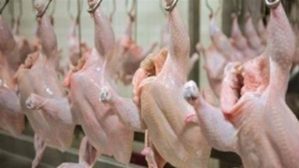 أسعار بورصة الدواجن