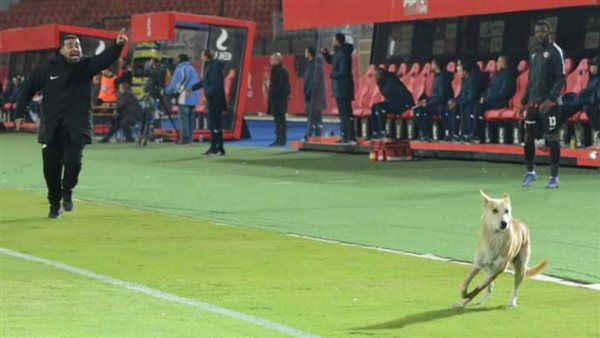 كلب يقتحم مباراة