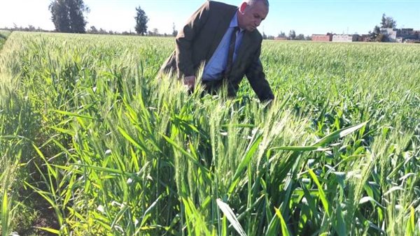 المهندس بدر محمد