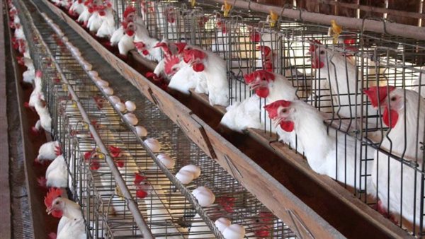 انخفاض أسعار الدواجن