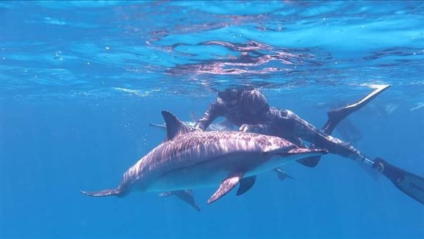 صمداى الساحرة.. بيت