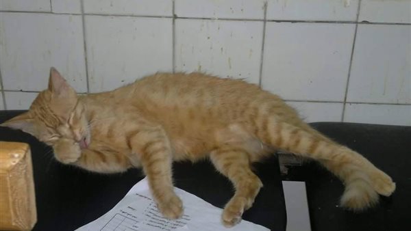 قطط داخل مستشفى دسوق