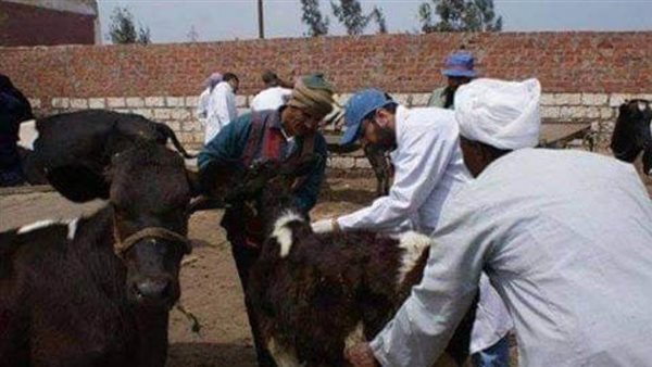 تحصين 170 رأس ماشية