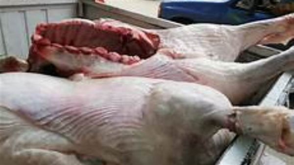 ضبط دواجن غير صالحة