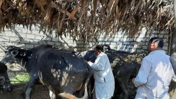 حملات الطب البيطرى