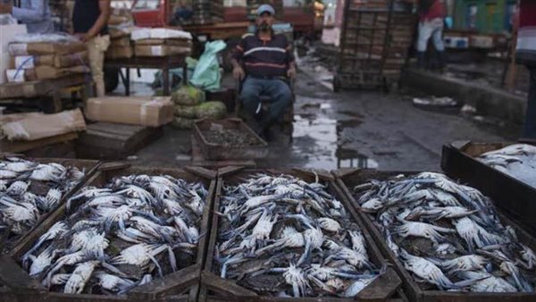 سوق السمك فى دمياط