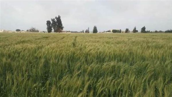 زراعة القمح فى مصر