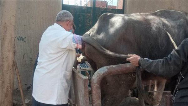 الحمى القلاعية