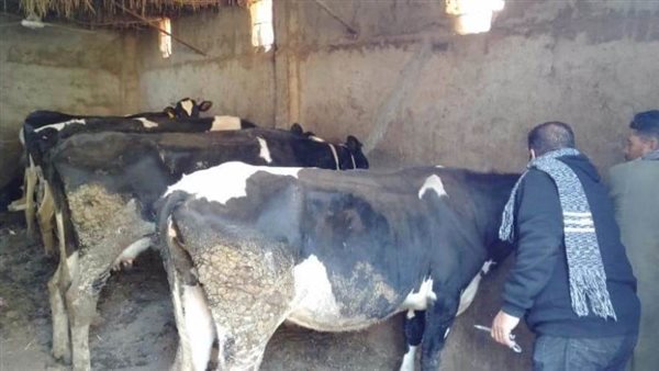 تحصين الماشية ضد