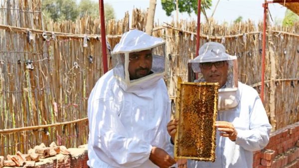 خلية نحل بالغربية