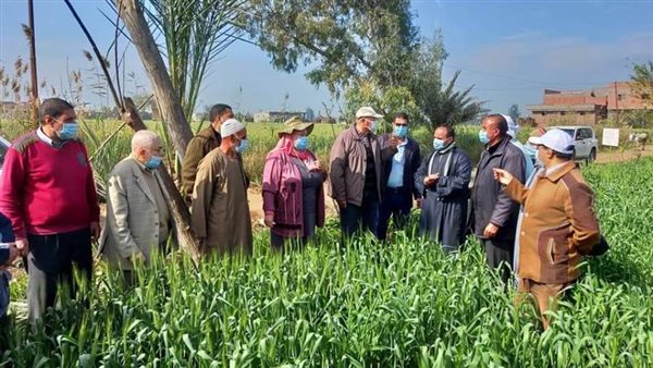 محصول القمح