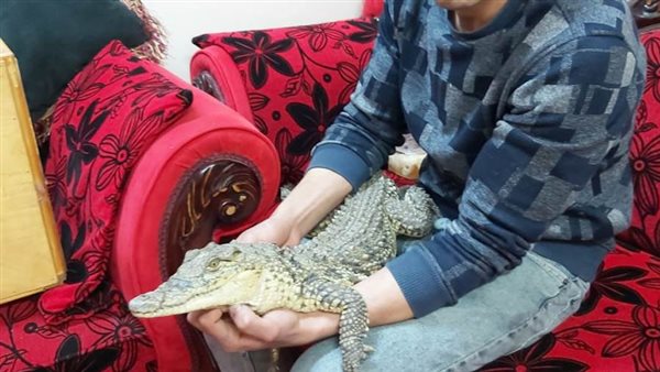 محمد أشهر مربى ثعابين