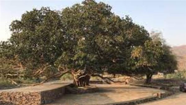 شجرة الشيخ نصر الدين