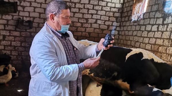 تحصين 132 رأس ماشية