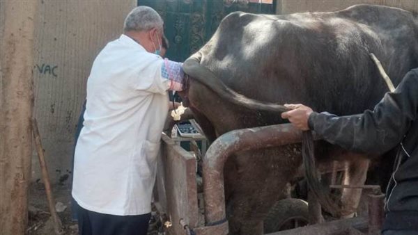 تحصين 198 راس ماشية