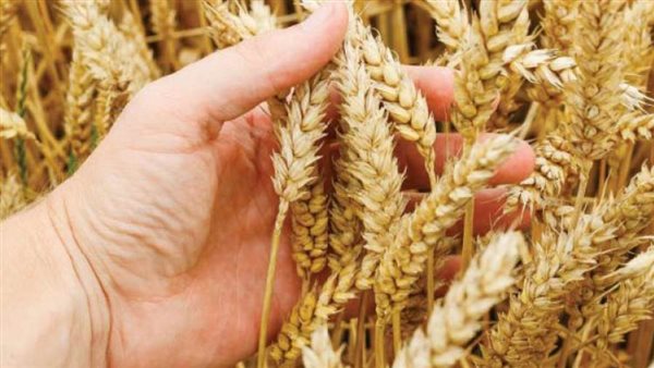 البحيرة تواصل استعداداتها