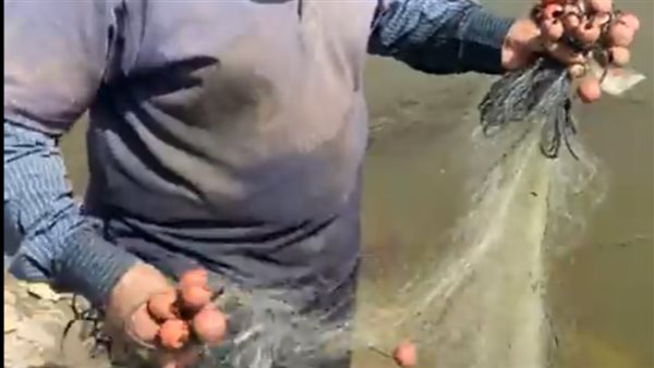 السمك بيحبه.. عم