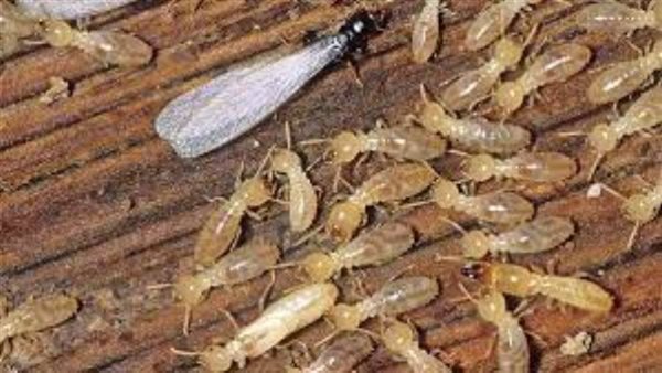 النمل الأبيض يغزو