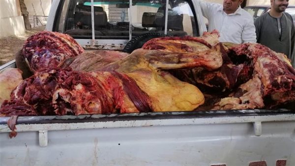 محافظ المنيا: تكثيف