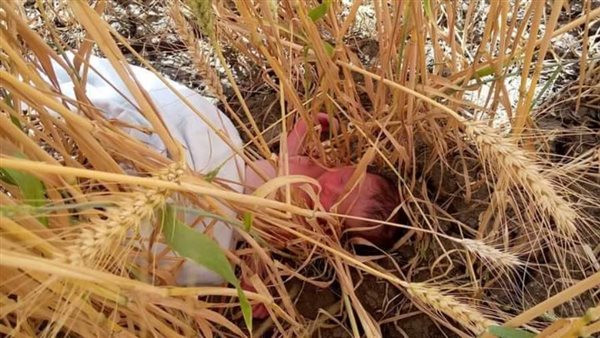 للمرة الثانية خلال