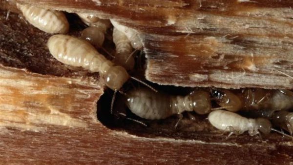 بياكل الخشب ويوقع