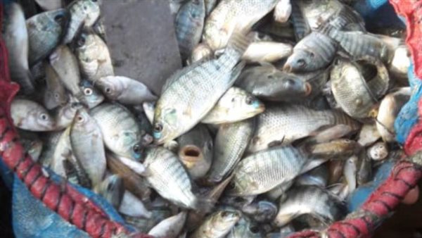 ضبط 11 الف وحدة زريعة