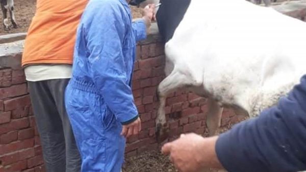 تحصين 347 ألف رأس