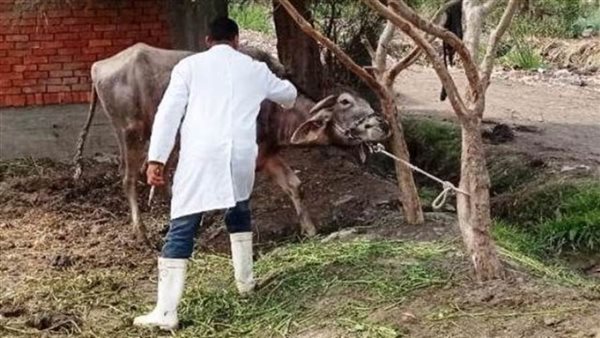 تحصين 962 ألف رأس