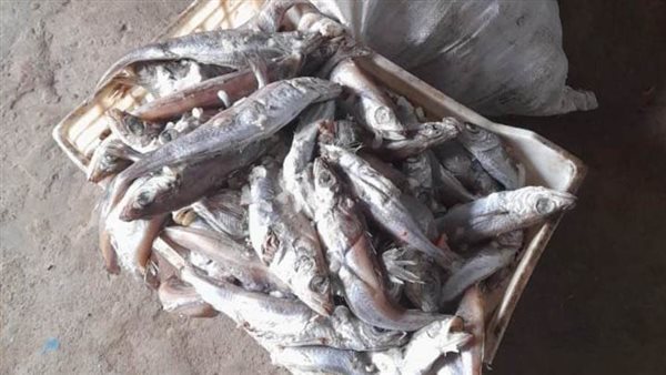 ضبط 3079 كيلو اغذية