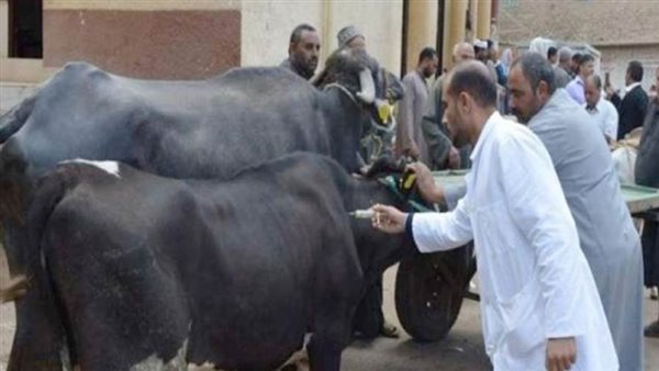 تحصين ٥٤٠ ألف رأس