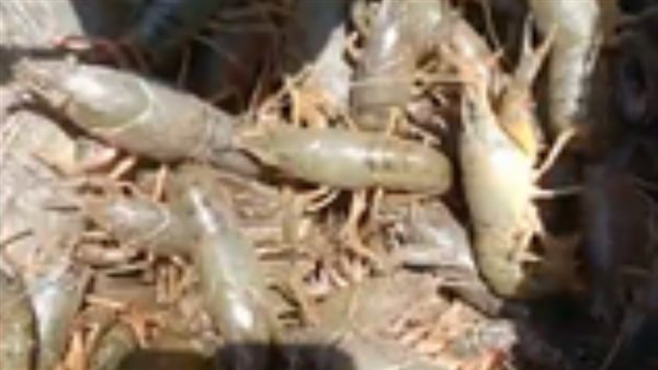 كان يقتلها الصيادين